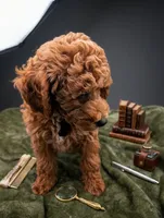 Abel 🤎, a male Poodle - Miniature  for sale in Meta, MO – 3 of 10