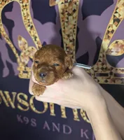 Mohawk 🩶, a male Poodle - Miniature  for sale in Meta, MO – 8 of 10
