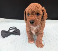 Snoopy 🖤, a male Poodle - Toy  for sale in Meta, MO – 3 of 10