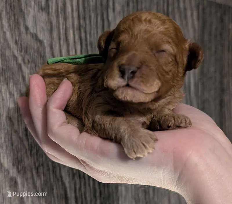 Pebbles 💚 – Poodle - Toy  puppy for sale in Meta, MO