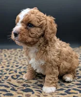Nathan 🩶, a male Cavapoo for sale in Meta, MO – 3 of 10