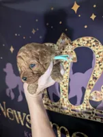 Green 🍏, a male Poodle - Toy  for sale in Meta, MO – 10 of 10