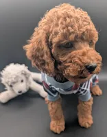 Buzz 🤍, a male Poodle - Miniature  for sale in Meta, MO – 3 of 10