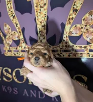 Bamm Bamm 🧡, a male Poodle - Toy  for sale in Meta, MO – 9 of 10