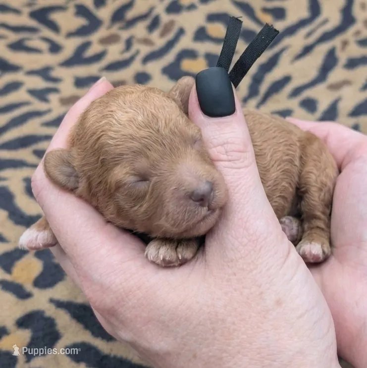 Snoopy 🖤 – Poodle - Toy  puppy for sale in Meta, MO
