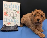 Pompadour 🖤, a male Poodle - Miniature  for sale in Meta, MO – 6 of 10