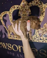 Pixie 🩷, a female Poodle - Miniature  for sale in Meta, MO – 3 of 10