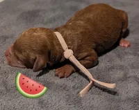 Watermelon 🍉, a female Poodle - Toy  for sale in Meta, MO – 1 of 10