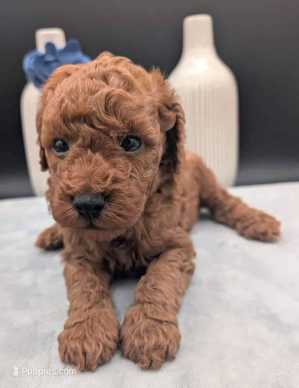 Caleb 🩵, a male Poodle - Miniature  for sale in Meta, MO – 1 of 10