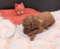 Jessie 💛, a female Poodle - Miniature  for sale in Meta, MO – 7 of 10