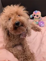 Scarlet Retired AKC Registered , a female Poodle - Miniature  for sale in Meta, MO – 2 of 10