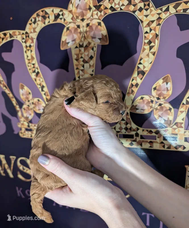 Pompadour 🖤 – Poodle - Miniature  puppy for sale in Meta, MO