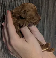 Chestnut 🌰, a male Poodle - Toy  for sale in Meta, MO – 4 of 10