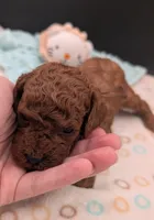 Woody 🤎, a male Poodle - Miniature  for sale in Meta, MO – 7 of 10
