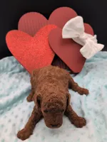 Cal 🤍, a male Poodle - Miniature  for sale in Meta, MO – 2 of 10