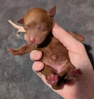 Watermelon 🍉, a female Poodle - Toy  for sale in Meta, MO – 4 of 10