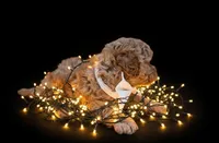 Evelyn 🤍, a female Poodle - Toy  for sale in Meta, MO – Photo 8 of 10