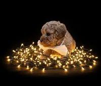 Evelyn 🤍, a female Poodle - Toy  for sale in Meta, MO – Photo 6 of 10