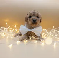 Evelyn 🤍, a female Poodle - Toy  for sale in Meta, MO – Photo 3 of 10