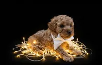 Evelyn 🤍, a female Poodle - Toy  for sale in Meta, MO – Photo 7 of 10