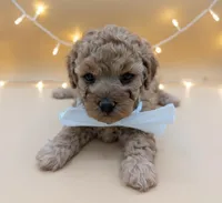 Evelyn 🤍, a female Poodle - Toy  for sale in Meta, MO – Photo 1 of 10