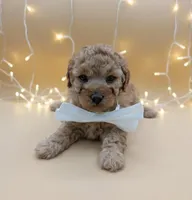 Evelyn 🤍, a female Poodle - Toy  for sale in Meta, MO – Photo 4 of 10