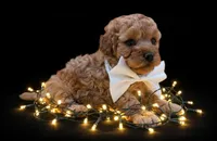 Evelyn 🤍, a female Poodle - Toy  for sale in Meta, MO – Photo 9 of 10