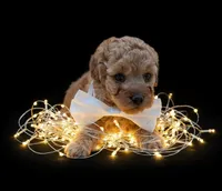 Evelyn 🤍, a female Poodle - Toy  for sale in Meta, MO – Photo 5 of 10