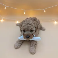 Evelyn 🤍, a female Poodle - Toy  for sale in Meta, MO – Photo 10 of 10