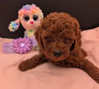 Sophie 💜, a female Poodle - Miniature  for sale in Meta, MO – 10 of 10
