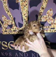 Bamm Bamm 🧡, a male Poodle - Toy  for sale in Meta, MO – 2 of 10