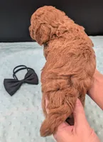 Snoopy 🖤, a male Poodle - Toy  for sale in Meta, MO – 9 of 10