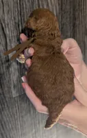 Chestnut 🌰, a male Poodle - Toy  for sale in Meta, MO – 3 of 10