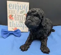 Mufasa 💙, a male Poodle - Miniature  for sale in Meta, MO – 2 of 10