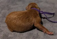 Grape 🍇, a female Poodle - Toy  for sale in Meta, MO – 4 of 10