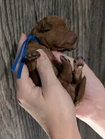 Blueberry 🫐, a male Poodle - Toy  for sale in Meta, MO – 3 of 10