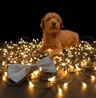 Rusty 🩶, a male Poodle - Toy  for sale in Meta, MO – Photo 9 of 10