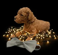 Rusty 🩶, a male Poodle - Toy  for sale in Meta, MO – Photo 7 of 10
