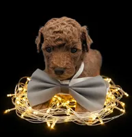 Rusty 🩶, a male Poodle - Toy  for sale in Meta, MO – Photo 10 of 10