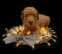 Rusty 🩶, a male Poodle - Toy  for sale in Meta, MO – Photo 8 of 10