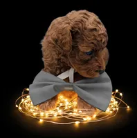 Rusty 🩶, a male Poodle - Toy  for sale in Meta, MO – Photo 6 of 10