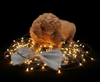 Rusty 🩶, a male Poodle - Toy  for sale in Meta, MO – Photo 3 of 10