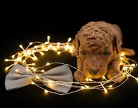 Rusty 🩶, a male Poodle - Toy  for sale in Meta, MO – Photo 4 of 10