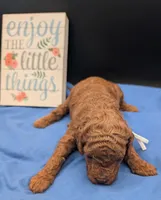 Buzz 🤍, a male Poodle - Miniature  for sale in Meta, MO – 5 of 10