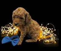 processed/68786468-075f-4744-9406-fc846190954c/listing/5bdd0b54-49c3-4614-931e-56a470773c4b/159a4f3c-19ce-4d0d-b560-f7b49ebb6ec0