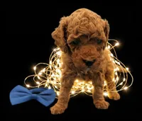 processed/68786468-075f-4744-9406-fc846190954c/listing/5bdd0b54-49c3-4614-931e-56a470773c4b/42837563-2498-495b-9cc0-7c7e6d02c408