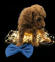 processed/68786468-075f-4744-9406-fc846190954c/listing/5bdd0b54-49c3-4614-931e-56a470773c4b/cdb90fb6-b3d1-43c2-873f-4764588f2158