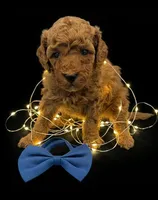 processed/68786468-075f-4744-9406-fc846190954c/listing/5bdd0b54-49c3-4614-931e-56a470773c4b/eba712e7-fbc2-4a3e-adb0-47e3088cb6fd