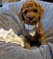 Cal 🤍, a male Poodle - Miniature  for sale in Meta, MO – 4 of 10