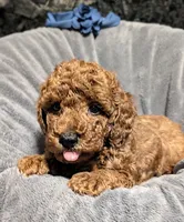 Caleb 🩵, a male Poodle - Miniature  for sale in Meta, MO – 7 of 10